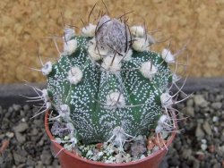 Astrophytum  niveum X red červený květ, akabana, pot 5,5 cm - 12405212