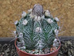Astrophytum  niveum X red červený květ, akabana, pot 5,5 cm - 12405213