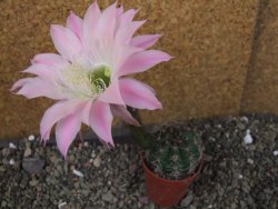 Echinopsis hybrid pot 5,5 cm