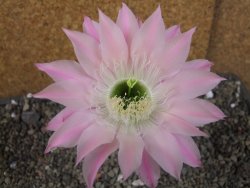Echinopsis hybrid pot 5,5 cm - 12405221