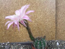 Echinopsis hybrid pot 5,5 cm - 12405222