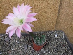 Echinopsis hybrid pot 5,5 cm - 12405223