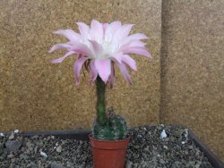 Echinopsis hybrid pot 5,5 cm - 12405224