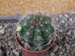 Echinopsis hybrid pot 5,5 cm - 12405225