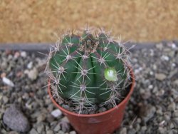 Echinopsis hybrid pot 5,5 cm - 12405226