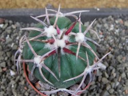 Echinocactus horizonthalonius Corazon del Monte pot 5,5 cm