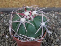Echinocactus horizonthalonius Corazon del Monte pot 5,5 cm - 12405252