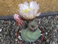 Tephrocactus geometricus, pot 5,5 cm - 12405277