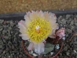 Tephrocactus geometricus, pot 5,5 cm - 12405278
