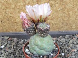 Tephrocactus geometricus, pot 5,5 cm