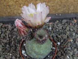 Tephrocactus geometricus, pot 5,5 cm - 12405280