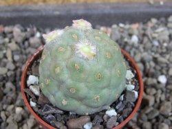 Tephrocactus geometricus, pot 5,5 cm - 12405281