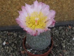 Tephrocactus geometricus, pot 5,5 cm - 12405286