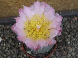 Tephrocactus geometricus, pot 5,5 cm
