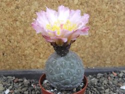 Tephrocactus geometricus, pot 5,5 cm - 12405288