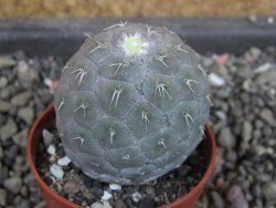 Tephrocactus geometricus, pot 5,5 cm - 12405289