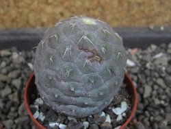 Tephrocactus geometricus, pot 5,5 cm - 12405290