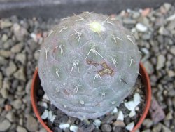 Tephrocactus geometricus, pot 5,5 cm - 12405291