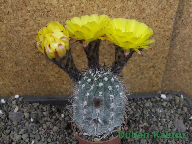 Acanthocalycium glaucum pot 6,5 cm