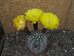 Acanthocalycium glaucum pot 6,5 cm - 12405296