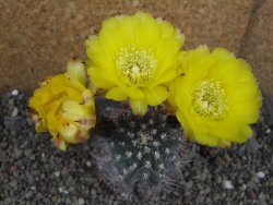 Acanthocalycium glaucum pot 6,5 cm - 12405297