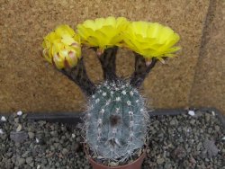 Acanthocalycium glaucum pot 6,5 cm