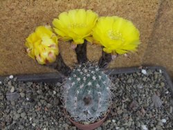 Acanthocalycium glaucum pot 6,5 cm - 12405299