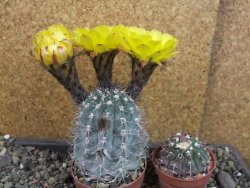 Acanthocalycium glaucum pot 6,5 cm - 12405300