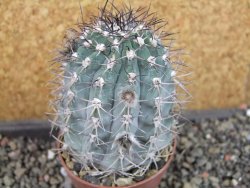 Acanthocalycium glaucum pot 6,5 cm - 12405301