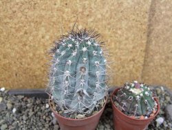 Acanthocalycium glaucum pot 6,5 cm - 12405302