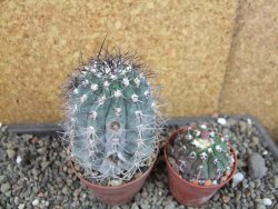 Acanthocalycium glaucum pot 6,5 cm - 12405303