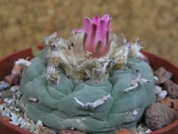 Lophophora fricii pot 6,5 cm - 12405309