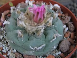 Lophophora fricii pot 6,5 cm - 12405310