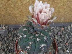 Gymnocalycium spegazzinii unguispinum SL 44b, pot 8,5 cm