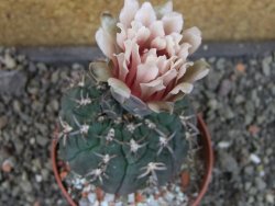 Gymnocalycium spegazzinii unguispinum SL 44b, pot 8,5 cm - 12405319