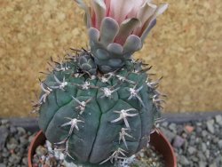 Gymnocalycium spegazzinii unguispinum SL 44b, pot 8,5 cm - 12405320