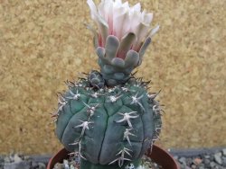 Gymnocalycium spegazzinii unguispinum SL 44b, pot 8,5 cm - 12405321