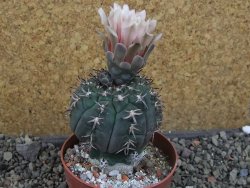 Gymnocalycium spegazzinii unguispinum SL 44b, pot 8,5 cm - 12405322