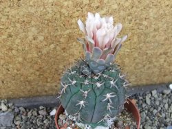 Gymnocalycium spegazzinii unguispinum SL 44b, pot 8,5 cm - 12405323