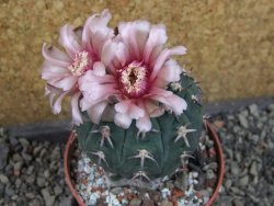 Gymnocalycium spegazzinii unguispinum SL 44b, pot 8,5 cm