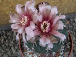 Gymnocalycium spegazzinii unguispinum SL 44b, pot 8,5 cm - 12405326