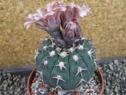 Gymnocalycium spegazzinii unguispinum SL 44b, pot 8,5 cm - 12405327