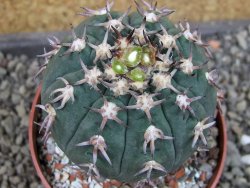Gymnocalycium spegazzinii unguispinum SL 44b, pot 8,5 cm - 12405329