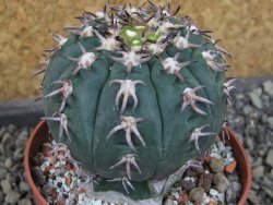 Gymnocalycium spegazzinii unguispinum SL 44b, pot 8,5 cm - 12405330