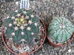 Gymnocalycium spegazzinii unguispinum SL 44b, pot 8,5 cm - 12405331