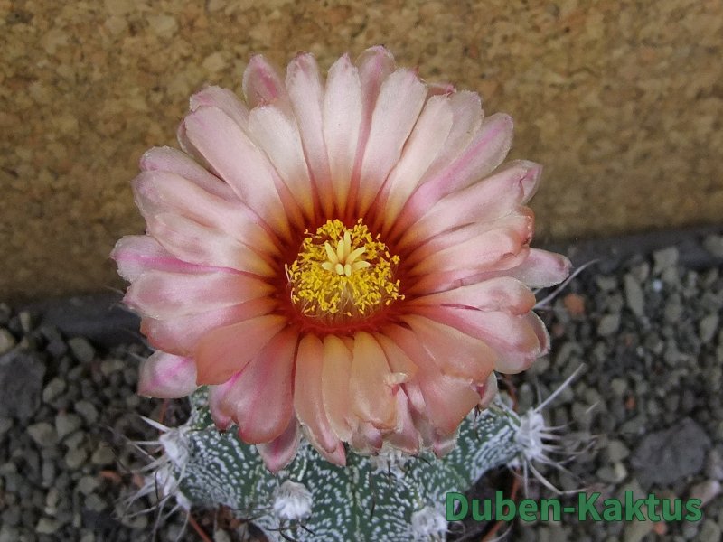 Astrophytum  niveum X red červený květ, akabana, pot 9 cm