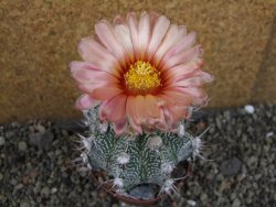 Astrophytum  niveum X red červený květ, akabana, pot 9 cm - 12405332