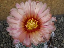 Astrophytum  niveum X red červený květ, akabana, pot 9 cm - 12405334