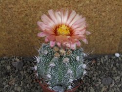 Astrophytum  niveum X red červený květ, akabana, pot 9 cm - 12405335