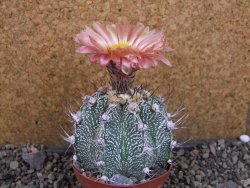 Astrophytum  niveum X red červený květ, akabana, pot 9 cm - 12405336